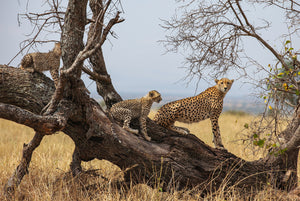 Cheetah Family  Wildlife Photography by Kimberly Clarke Photography